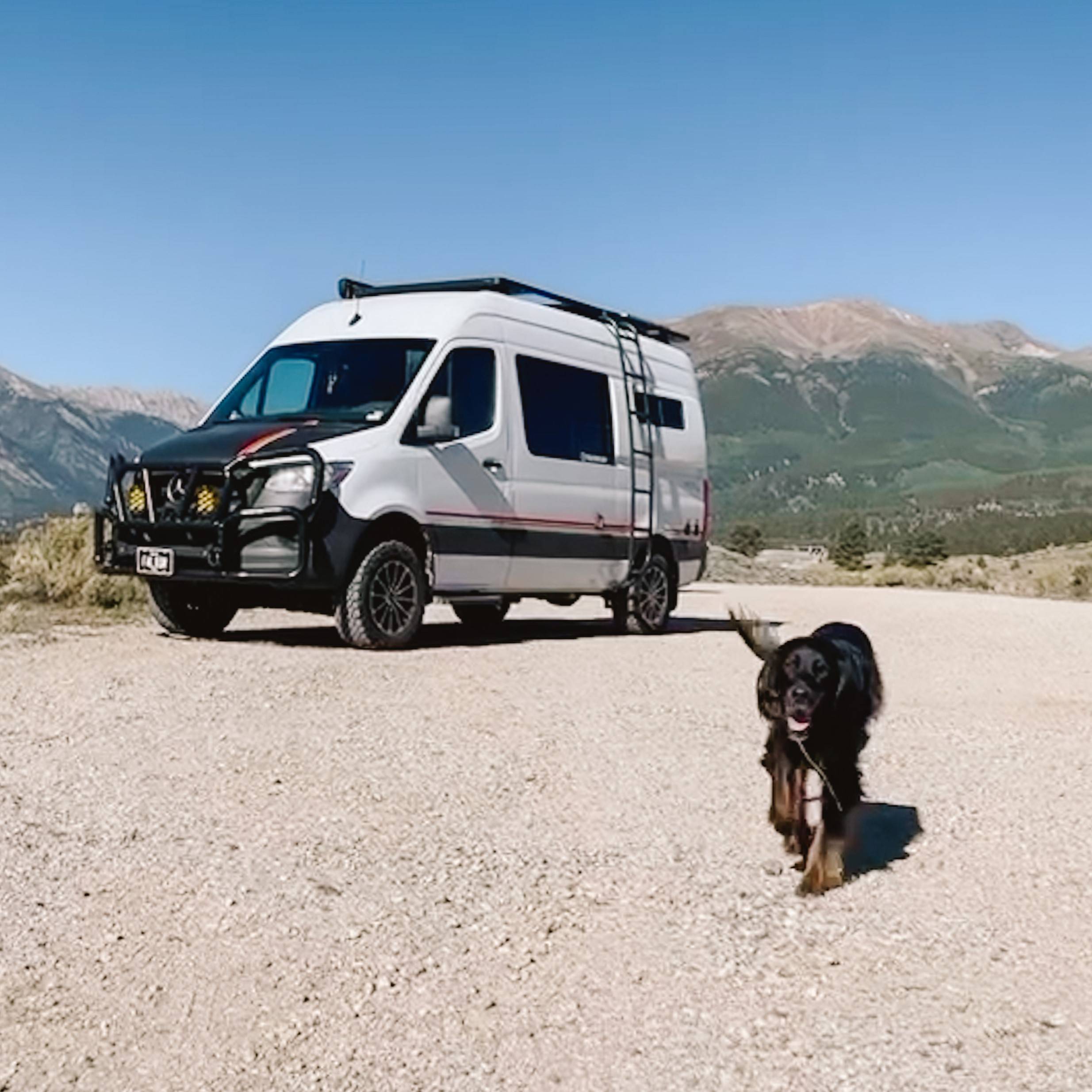 Camper dog clearance